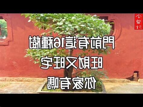 仙桃樹風水|【仙桃樹風水】仙桃樹風水大揭秘！院子種桃樹竟有驚人影響